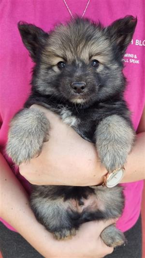 Pomsky puppies for sale.