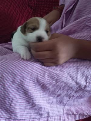 Jack Russell terrier puppies for sale