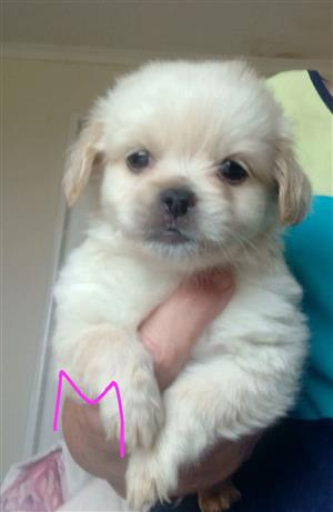 Pekingese x Chihauhau puppies
