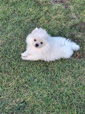 Toypoms Pomeranian 
