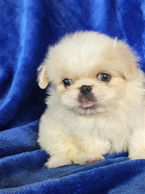 Pekingese puppies