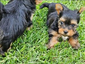 Yorkie Female 