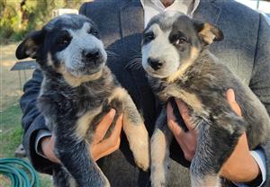 Australian cattle dog puppies