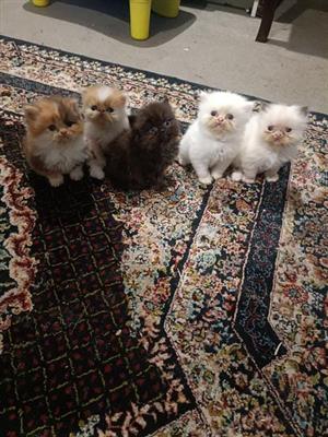  Adorable Purebred Persian Kittens Available – Ready for Their Forever Homes.