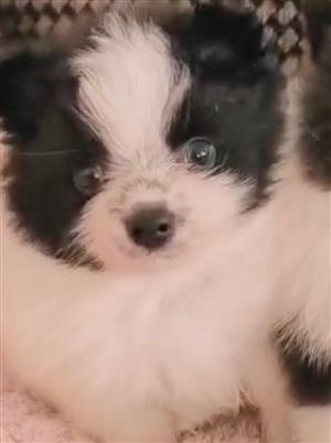 Pomeranian puppy 