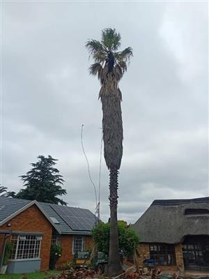 We are the best regarding the cutting and pruning of these long palm trees