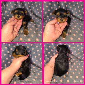 Stunning registerd traditonal yorkie female