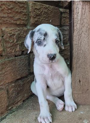 Great Dane Puppies