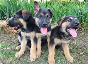 Purebred straight back German Shepherd puppies for sale