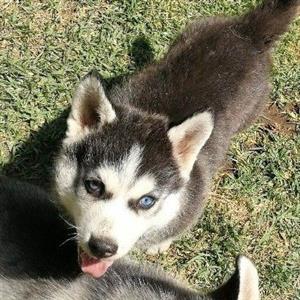 Husky In Dogs And Puppies In Gauteng Junk Mail
