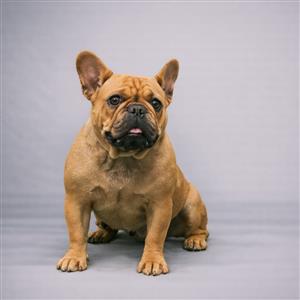 Miss Bettie - Frenchie Private Placement Collection