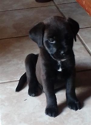 Labrador puppy 