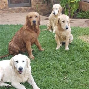 Golden Retriever pups