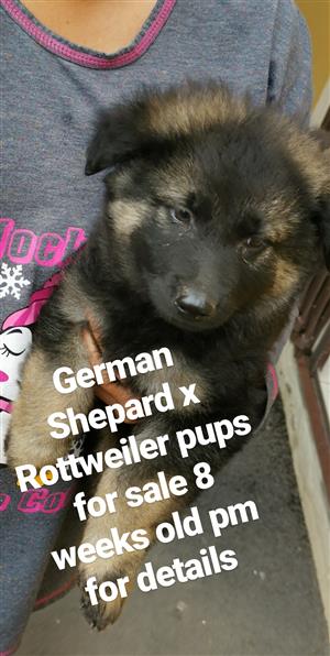 German Shepard puppies for sale 