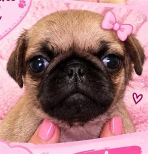 Pug puppies