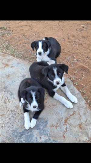 Border collies purebred super puppies 