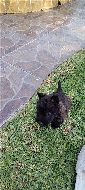  Scotty male puppy,with first injection and deworming 