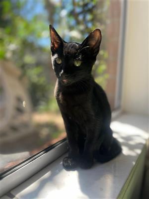 Kittens ready for their new homes 