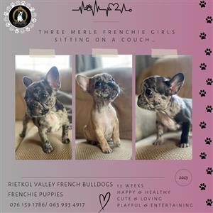 Merle Fremale French Bulldogs 12 weeks old, looking for their forever homes 