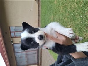 6 Border Collie Puppies for sale