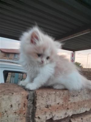 Persian kittens, healtht, tame, adorable