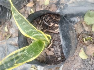 Plants 
