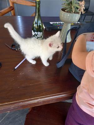 White Ragdoll x kittens