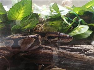 Ball python for sale 