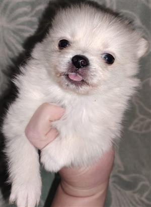 1x MALE TOYPOM PUPPY IN  VANDERBIJLPARK, GAUTENG