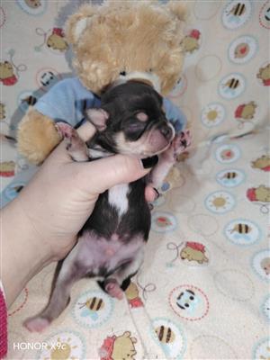 Chihuahua puppies