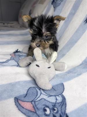 Yorkies