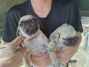 Pug pugs puppies Fawn