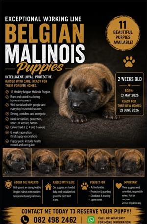 Belgian Malinois puppies - 11 healthy, fat puppies