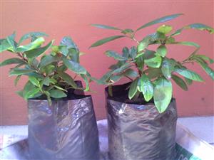 (Acerola) Cherry Plants 
