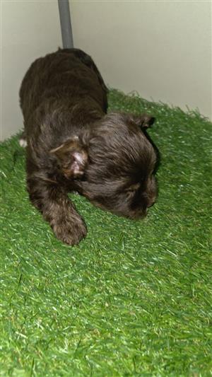 Yorkie Choc male puppies 
