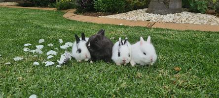 Angora dwarf × Netherland dwarf bunnies for sale