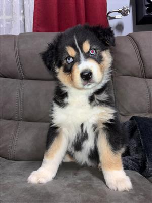 Husky aussie