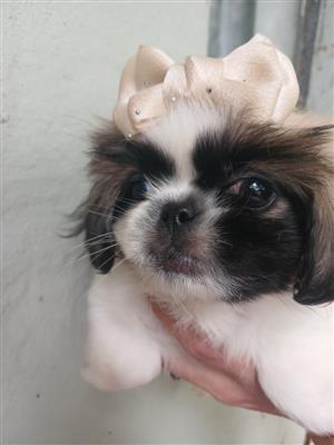Female Pekingese puppies 