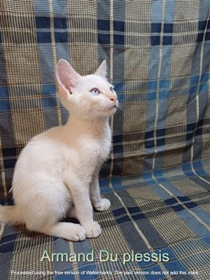 Red point Siamese kitten