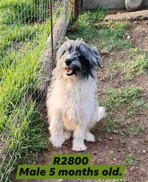 Morkie x Papillon 5 month old male puppy available.