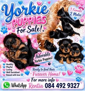 Pure breed Yorkie puppy's 