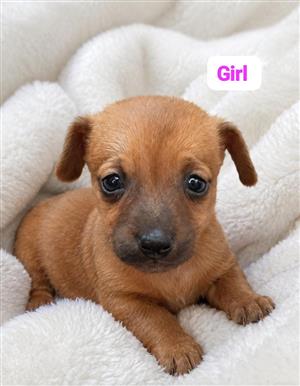 Chiweenie puppies 