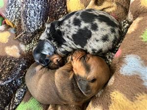 Dachshund puppies 