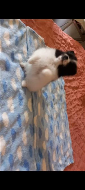 Pure bred Toypom /POMERANIANS 