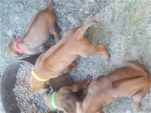 Rhodesian ridgeback  puppies