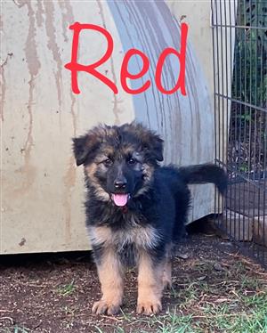 Registered German Shepherd puppies - meet your new best friend