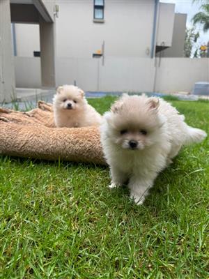 Purebred Pomeranian puppies for puppies 
