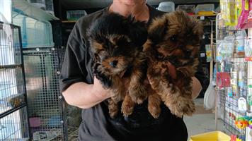 Yorky for sale
