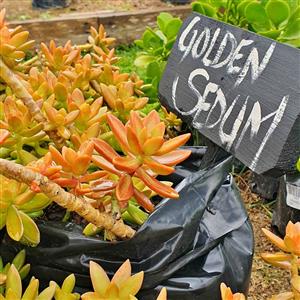 Golden Sedum Succulent 