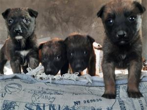 Belgian Shepherd Malinois puppies for sale